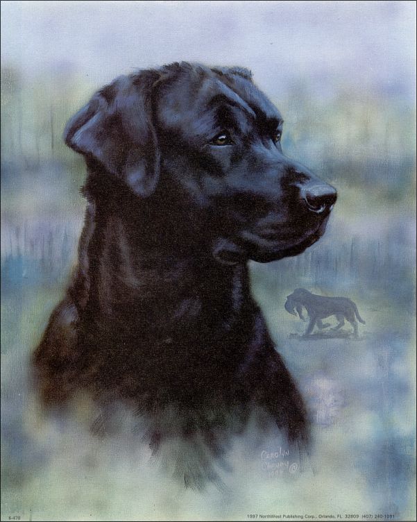 Dogs Black Lab Art Print Size 16x20 16-470