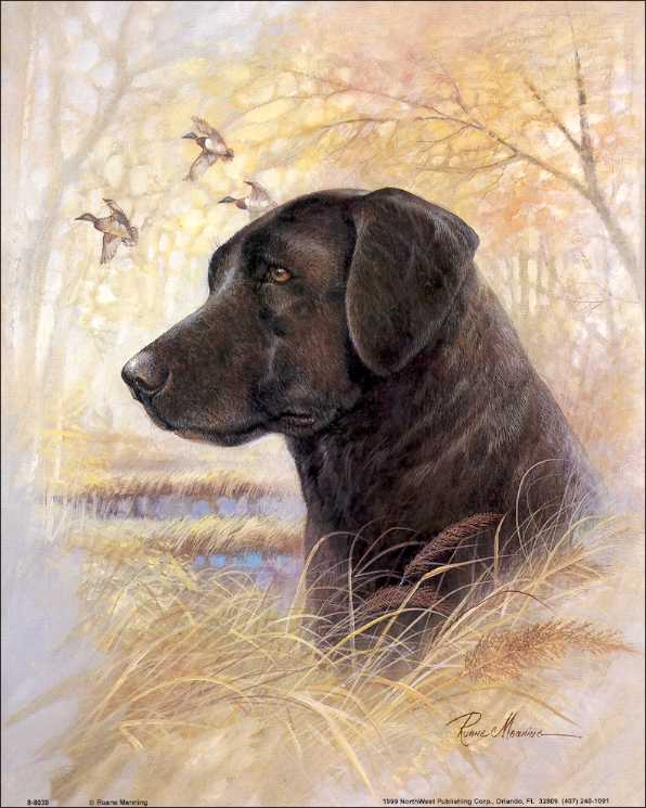 Dog Black Lab Prints size 11x14 118039