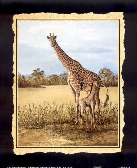 Safari African Giraffe & Baby Paper Tole 3D Kit size 8x10 4414 Kit or Prints available in size 8x10 Inches