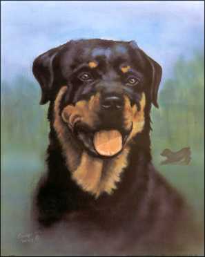 rottweiler puppies for sale sydney indian shepard mix dogs models picture rottweiler puppies for sale sydney indian shepard mix dogs models picture