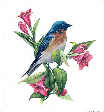 Little Bird III Paper Tole 3D Craft Kit size 4x5 1510 Kit or Prints available in Size 4x5 Inches